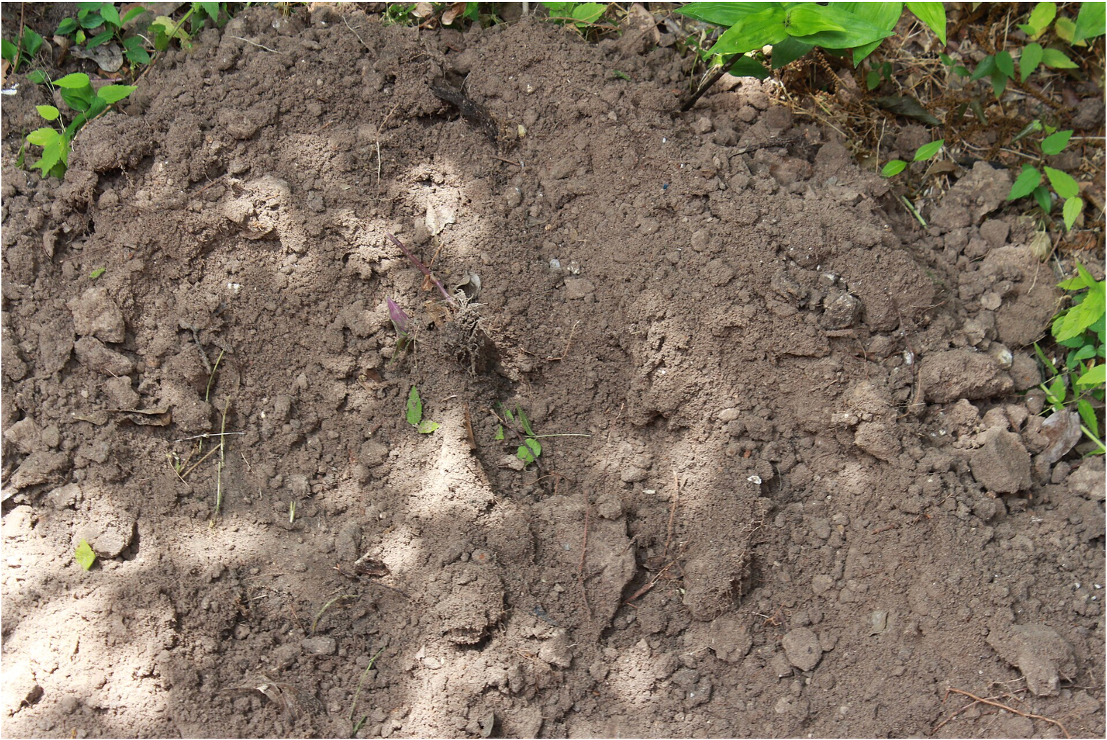There Are More Living Things In a Teaspoon of Dirt Than People On Earth