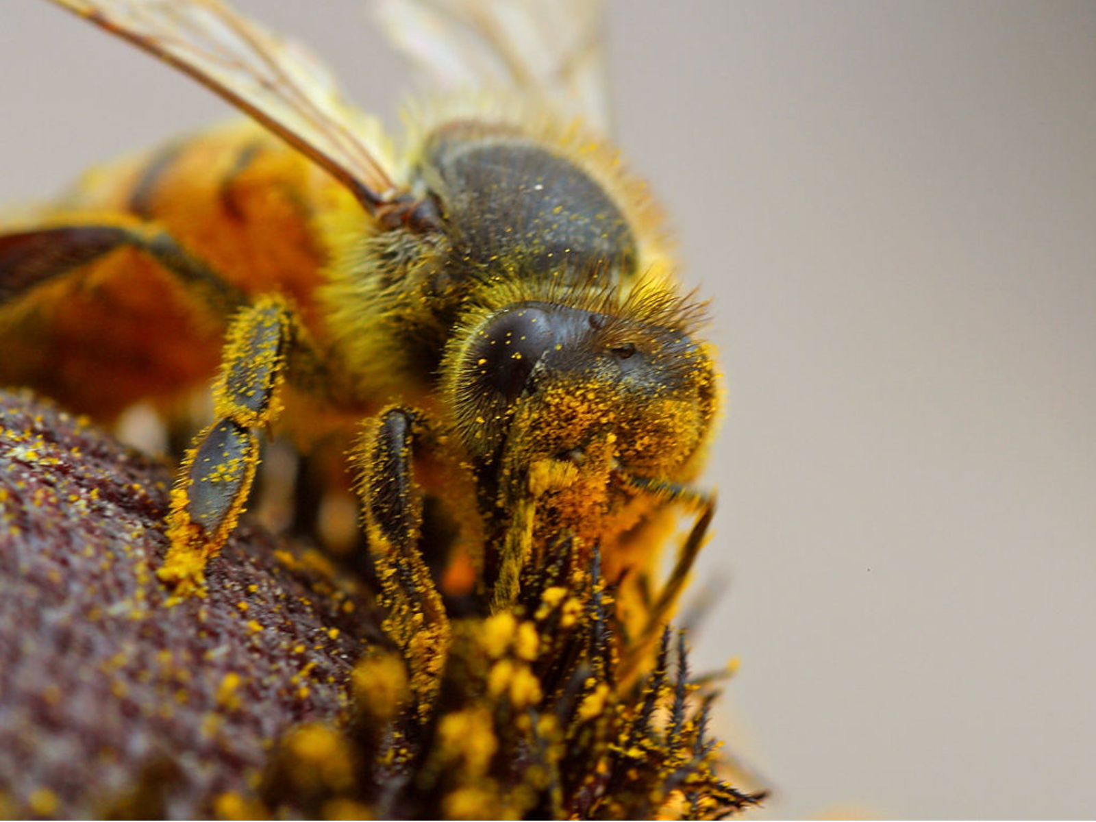 I Used to Ask If My Bee Research Worked. Now I Ask Who It’s Built For.