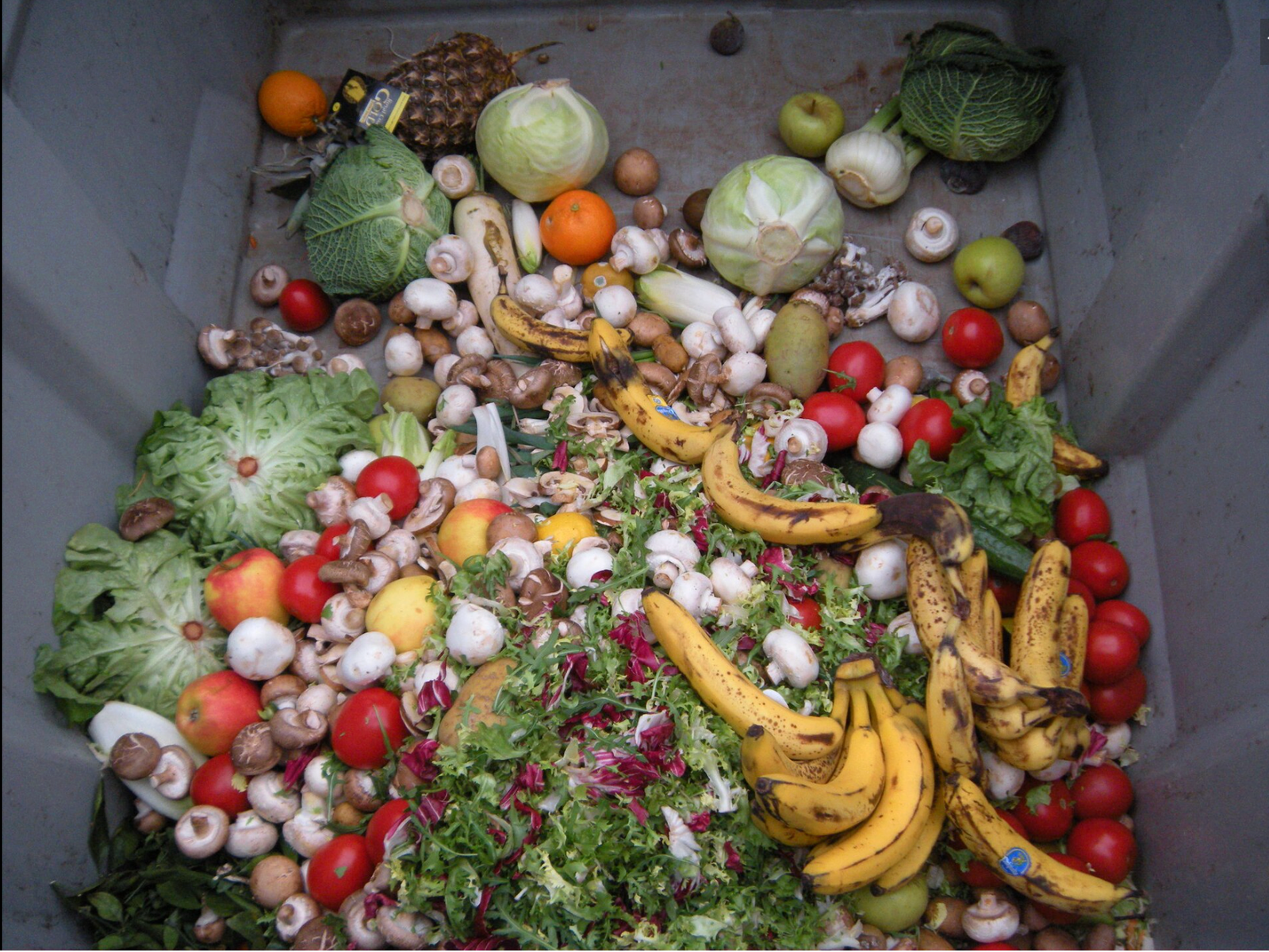 I Grew Up Hearing Waste Not, Want Not. I Still Wasted 900 Grams in One Day.