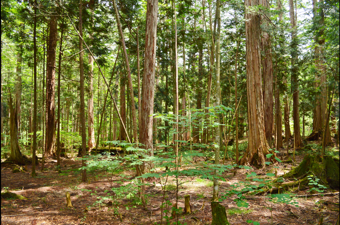 One Doctor Has Spent Twenty Years Proving a Walk in the Woods Changes Your Blood