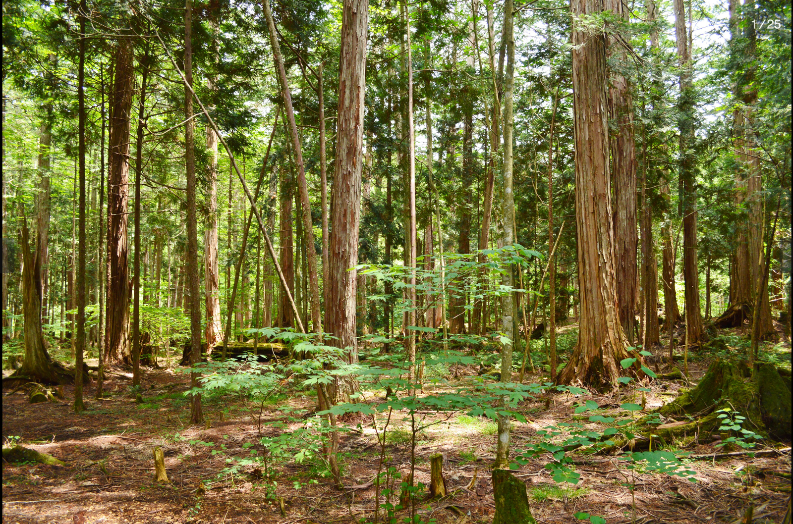 One Doctor Has Spent Twenty Years Proving a Walk in the Woods Changes Your Blood