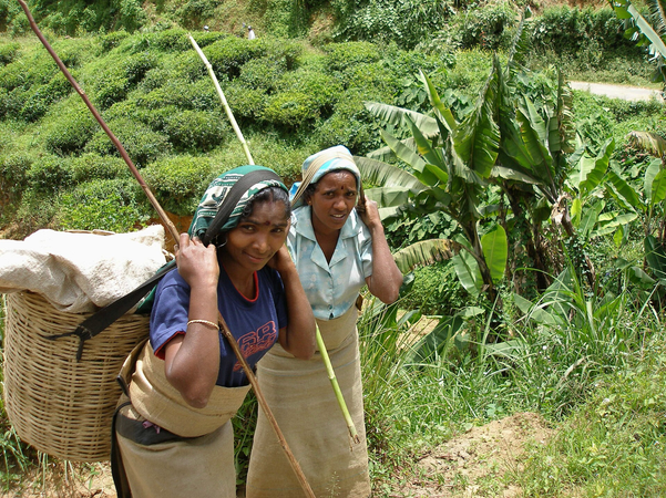 A Four Year Study Found Fair Trade Workers Sometimes Earn Less, Not More