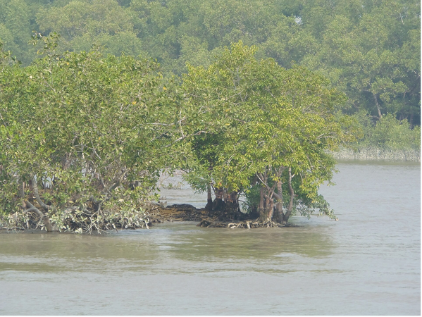 The Trees That Store Five Times More Carbon Than a Rainforest