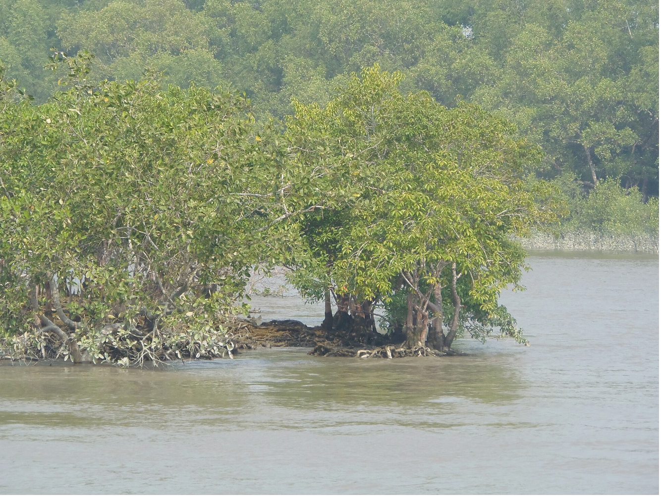 The Trees That Store Five Times More Carbon Than a Rainforest