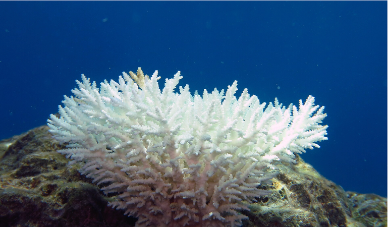 Your Sunscreen Doesn’t Poison Coral. Coral Poisons Itself.