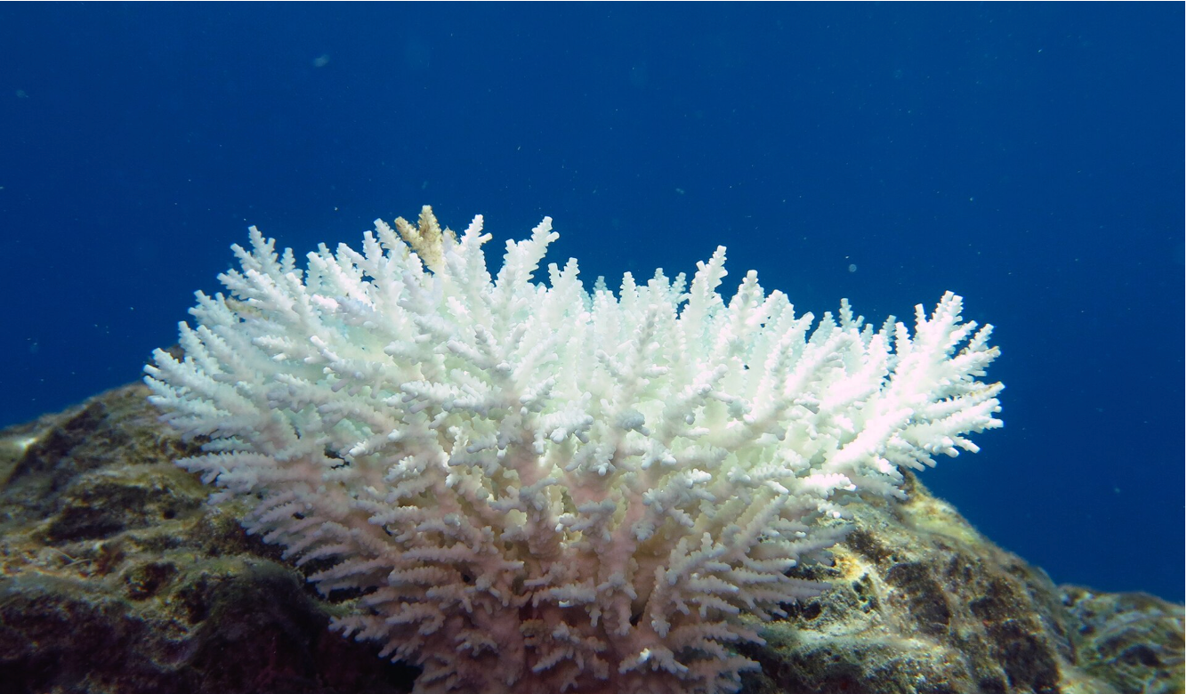 Your Sunscreen Doesn’t Poison Coral. Coral Poisons Itself.