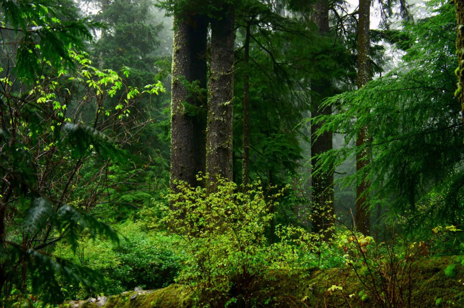 A 48,652 Acre Redwood Forest Doesn’t Count Toward California’s Conservation Goal
