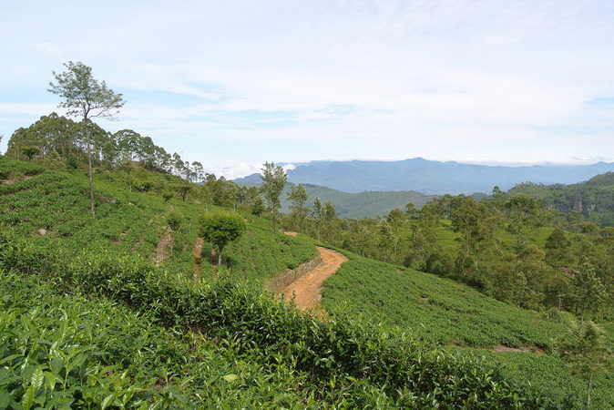 Fair Trade Was Built to Solve One Problem. It Wasn’t Built to Solve Every Problem.