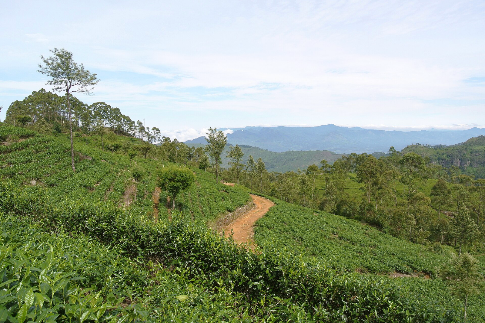Fair Trade Was Built to Solve One Problem. It Wasn’t Built to Solve Every Problem.