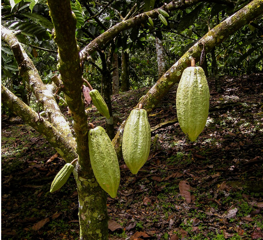 A Bar of Chocolate Costs More Water and Land Than the Label Ever Mentions